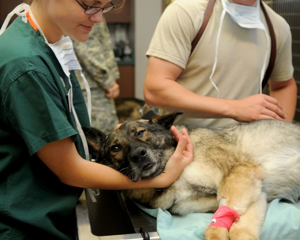 veterinary, clinic, veterinarian-85925.jpg